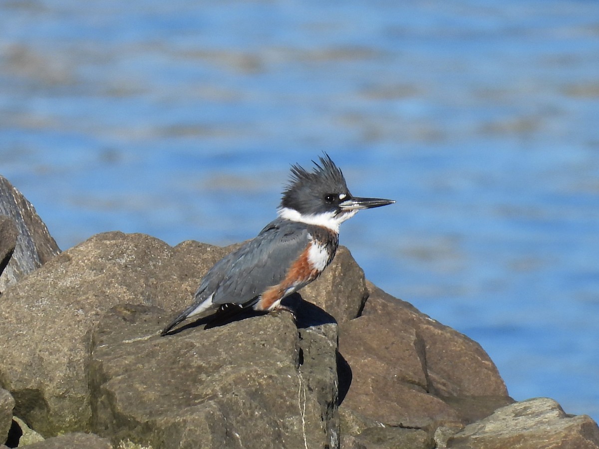 Belted Kingfisher - ML611522500