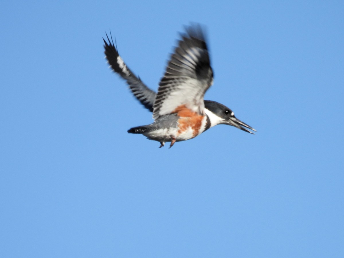 Belted Kingfisher - ML611522502