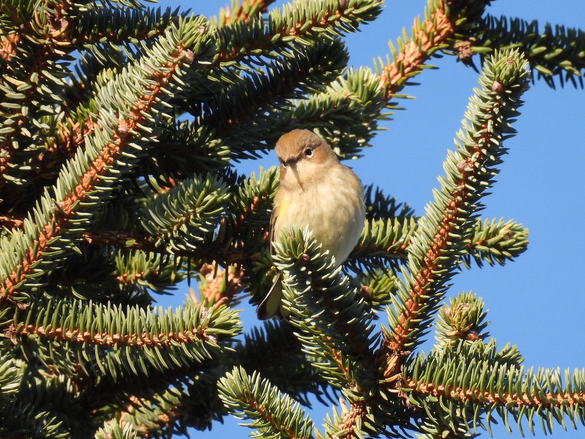 Yellow-rumped Warbler - ML611522529