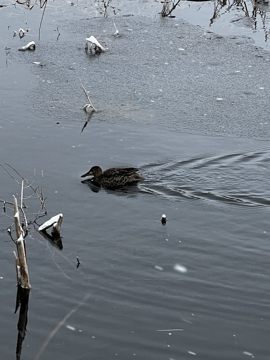 Cinnamon Teal - ML611522571