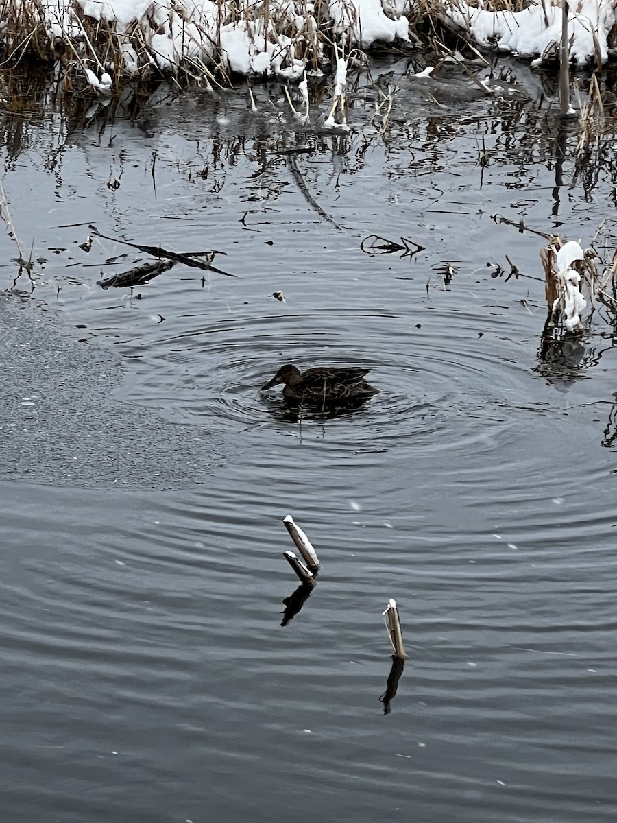 Cinnamon Teal - ML611522572