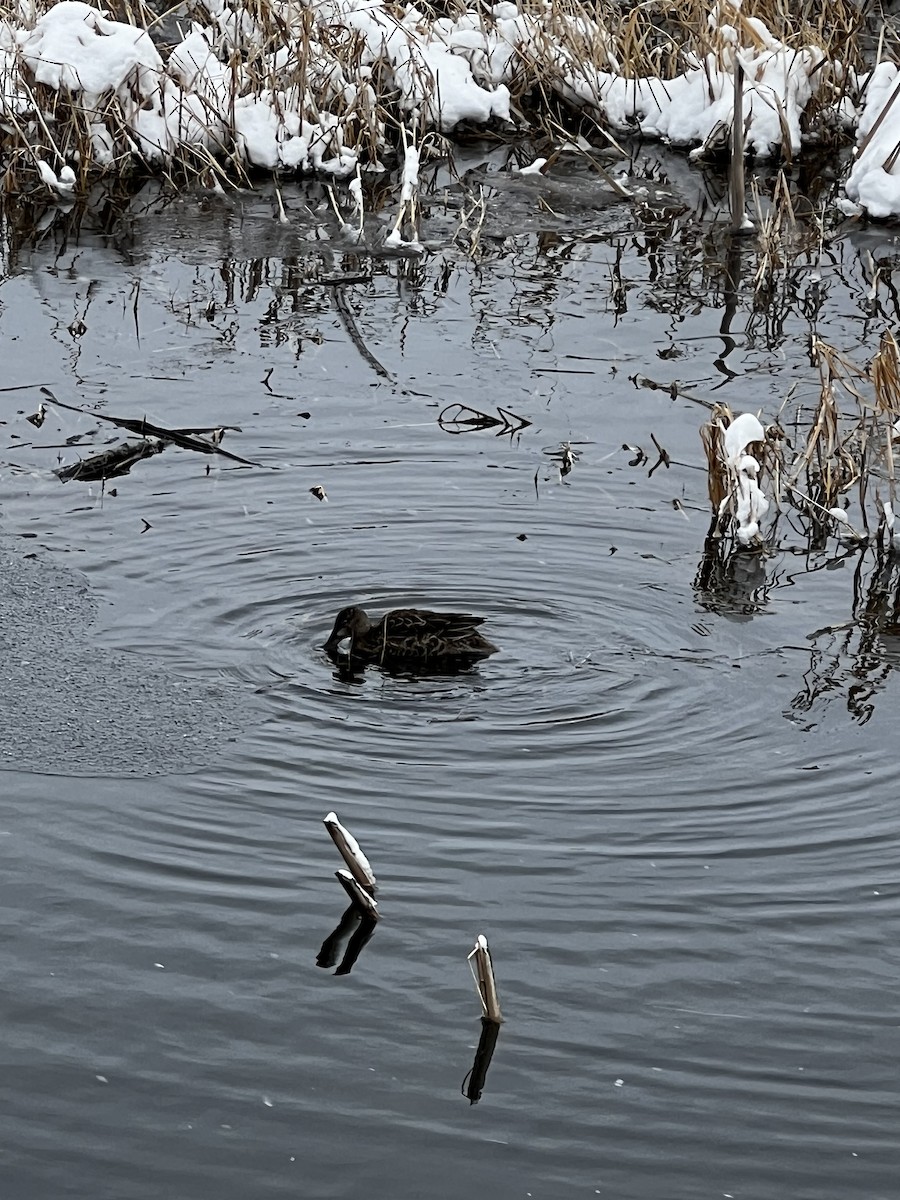 Cinnamon Teal - ML611522573