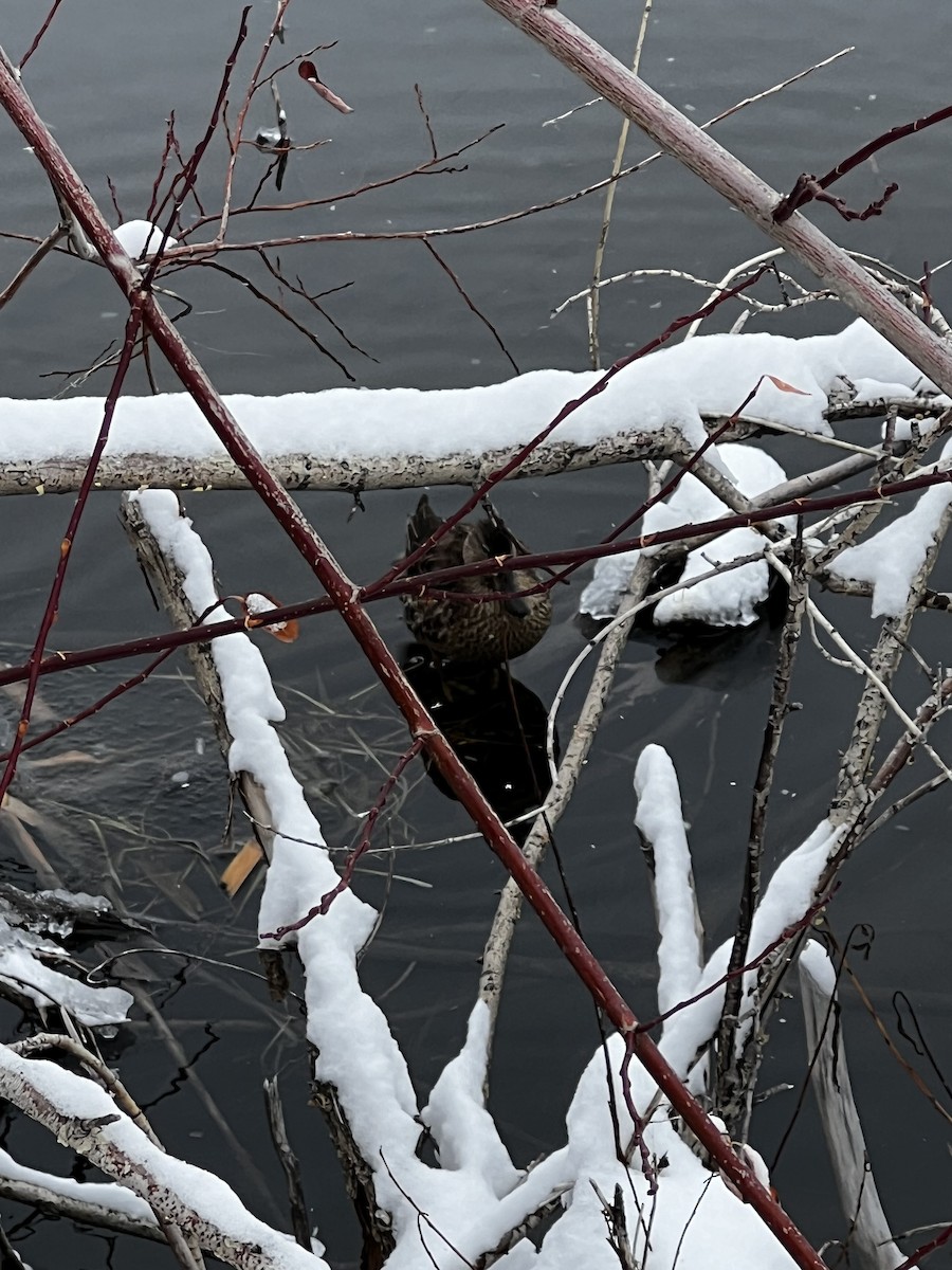 Cinnamon Teal - ML611522574