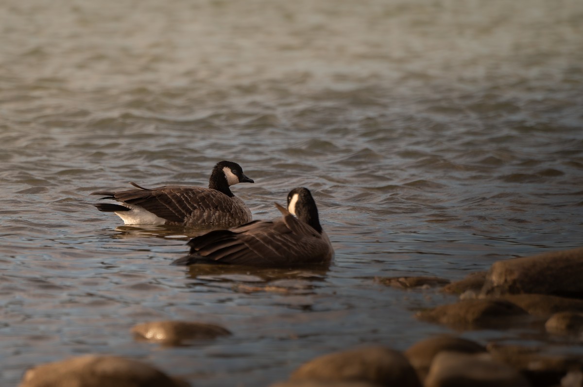 Cackling Goose - Nathan Thokle