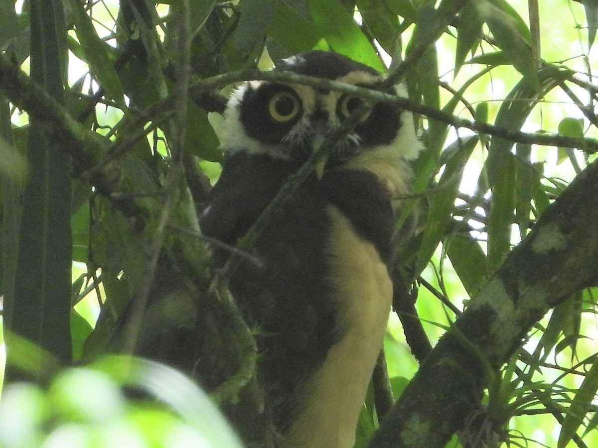 Spectacled Owl - ML611522614