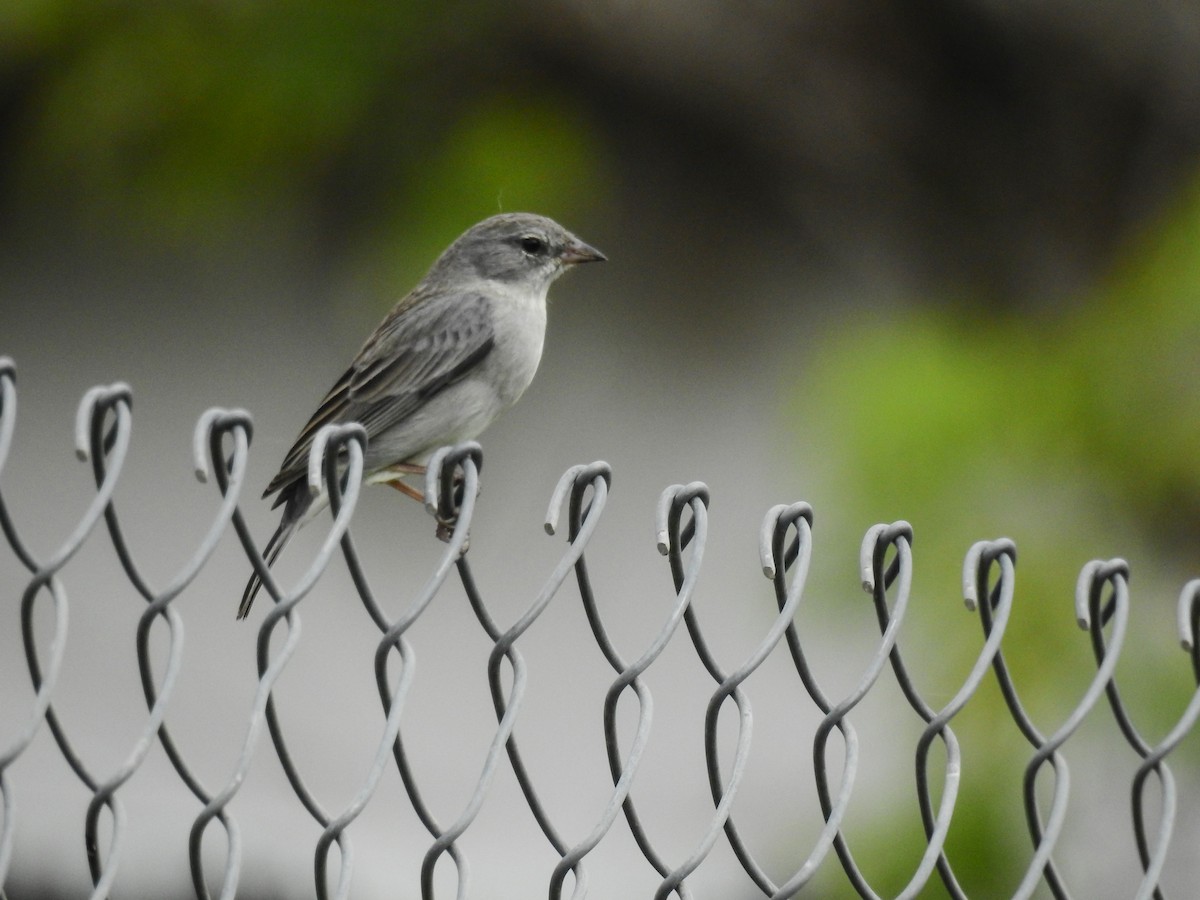 Ash-breasted Sierra Finch - ML611522636