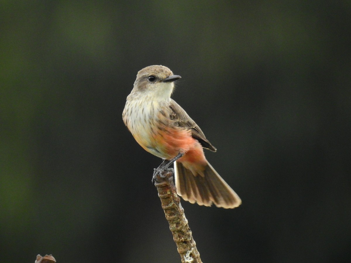 Vermilion Flycatcher - ML611522650