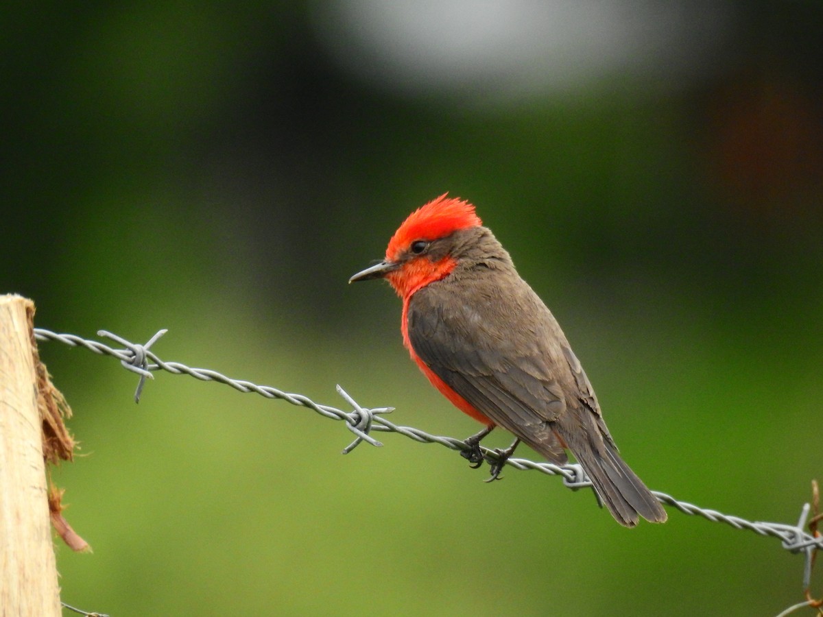 Vermilion Flycatcher - ML611522651
