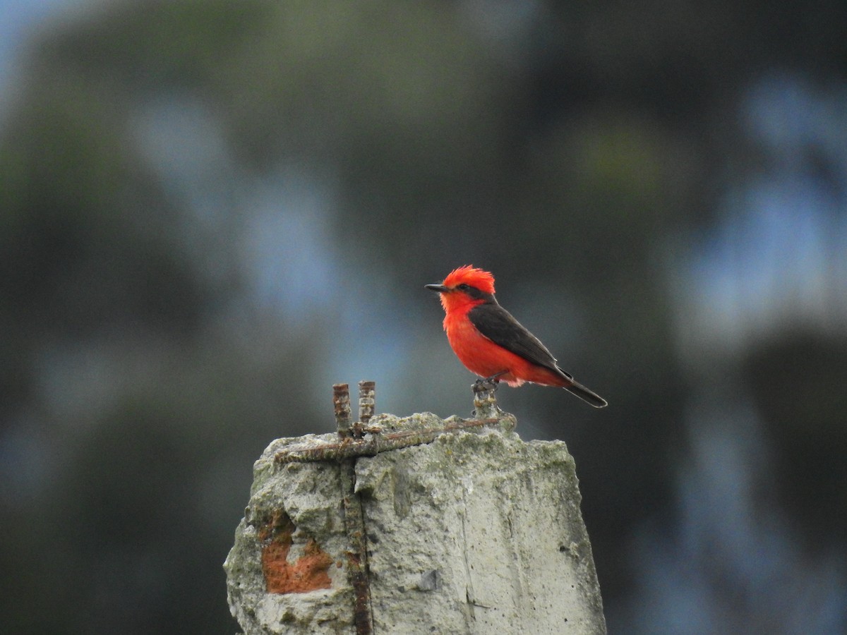 Vermilion Flycatcher - ML611522652