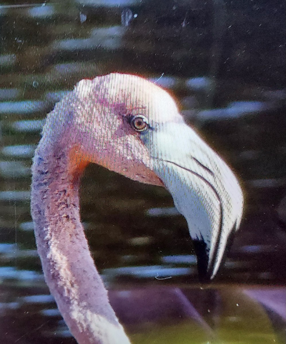 American Flamingo - Valeri Ponzo