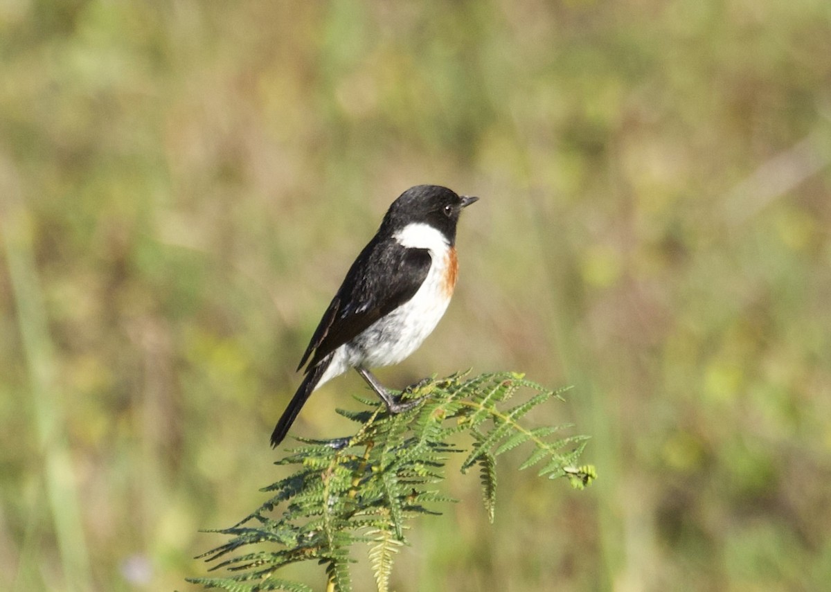 African Stonechat - ML611522690