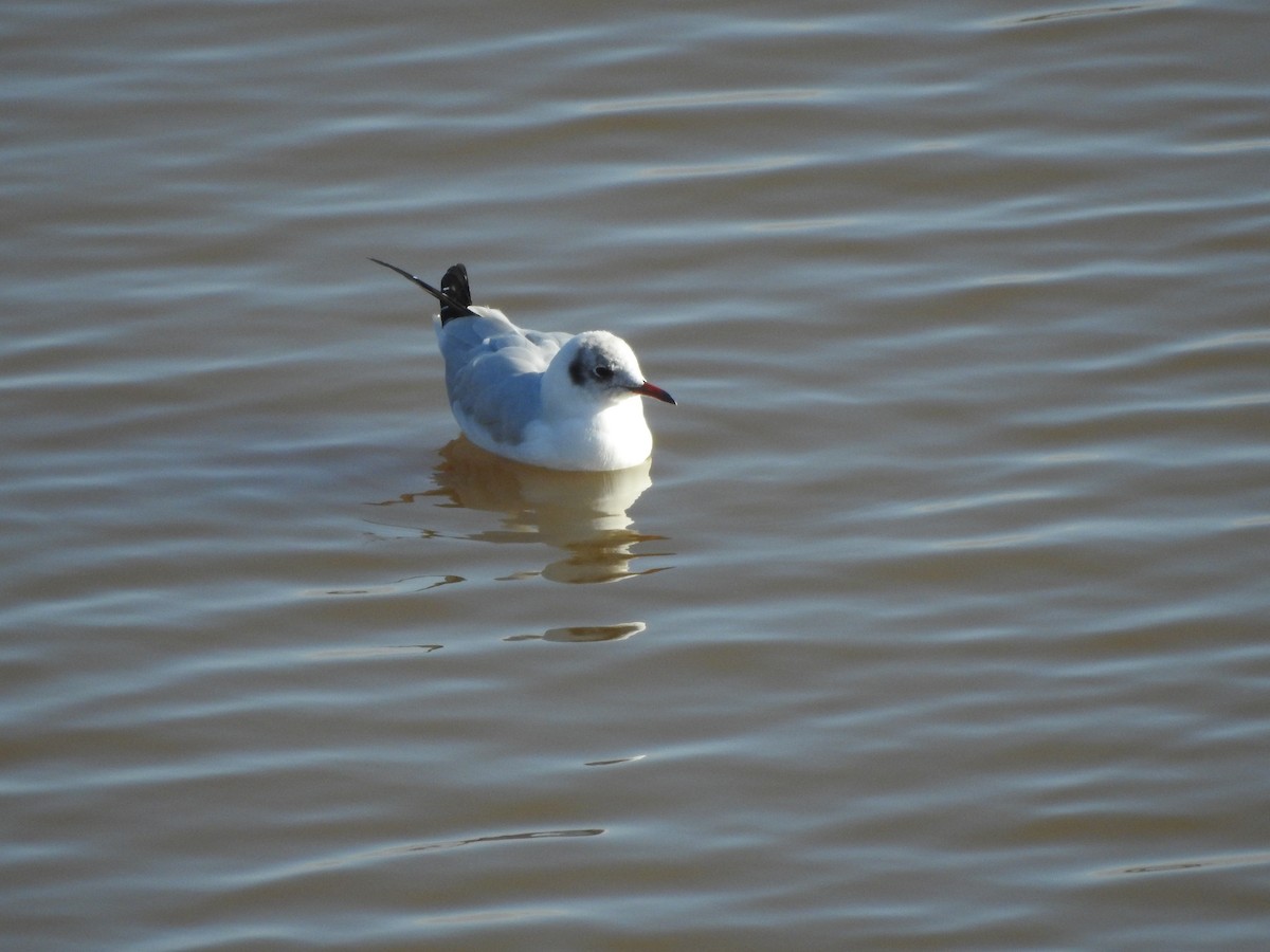 Mouette rieuse - ML611522698
