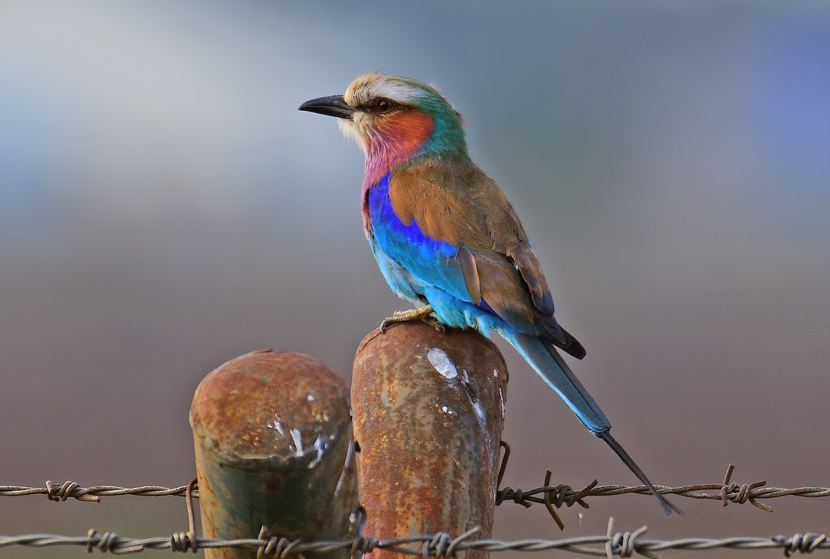 Lilac-breasted Roller - Ad Konings