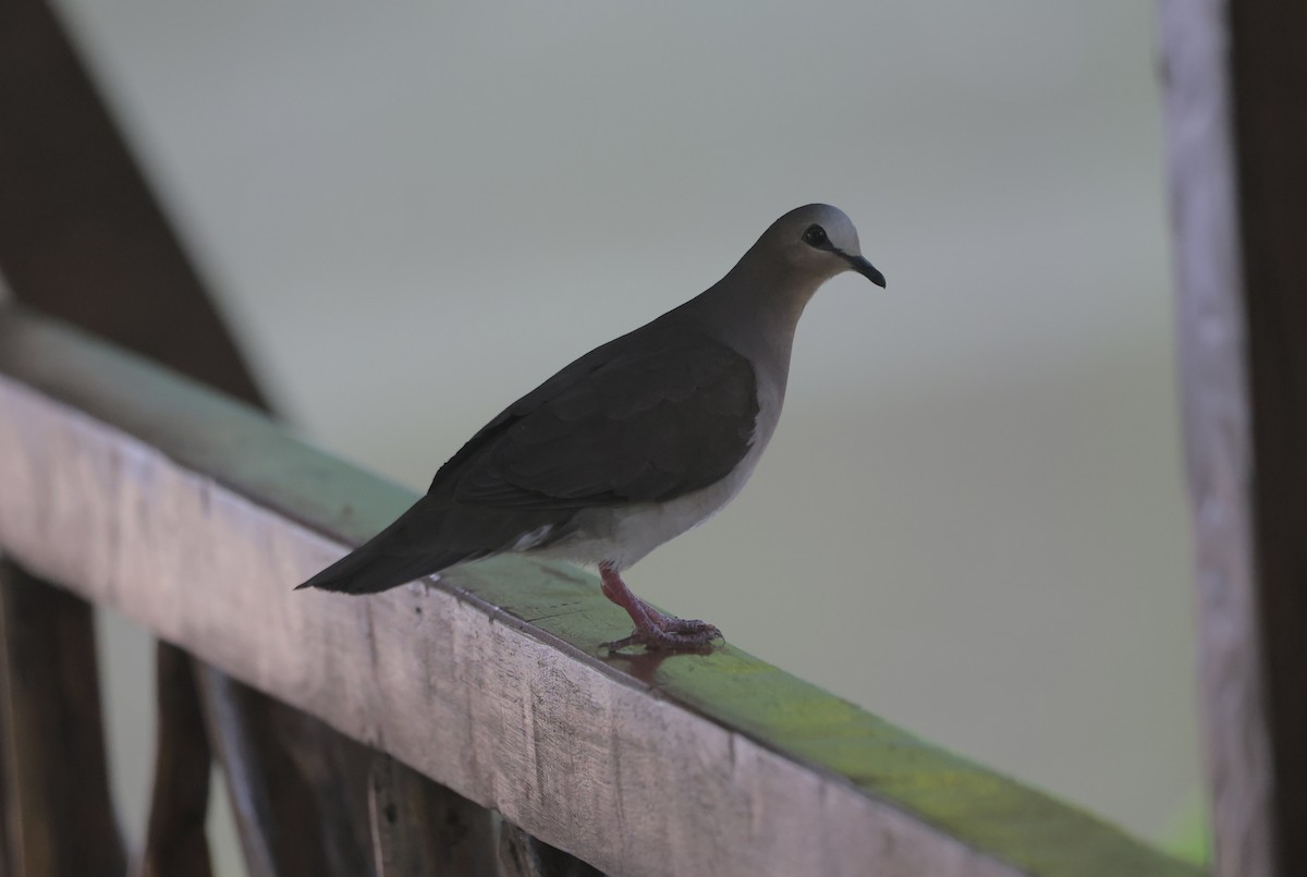 Colombe à front gris - ML611522783