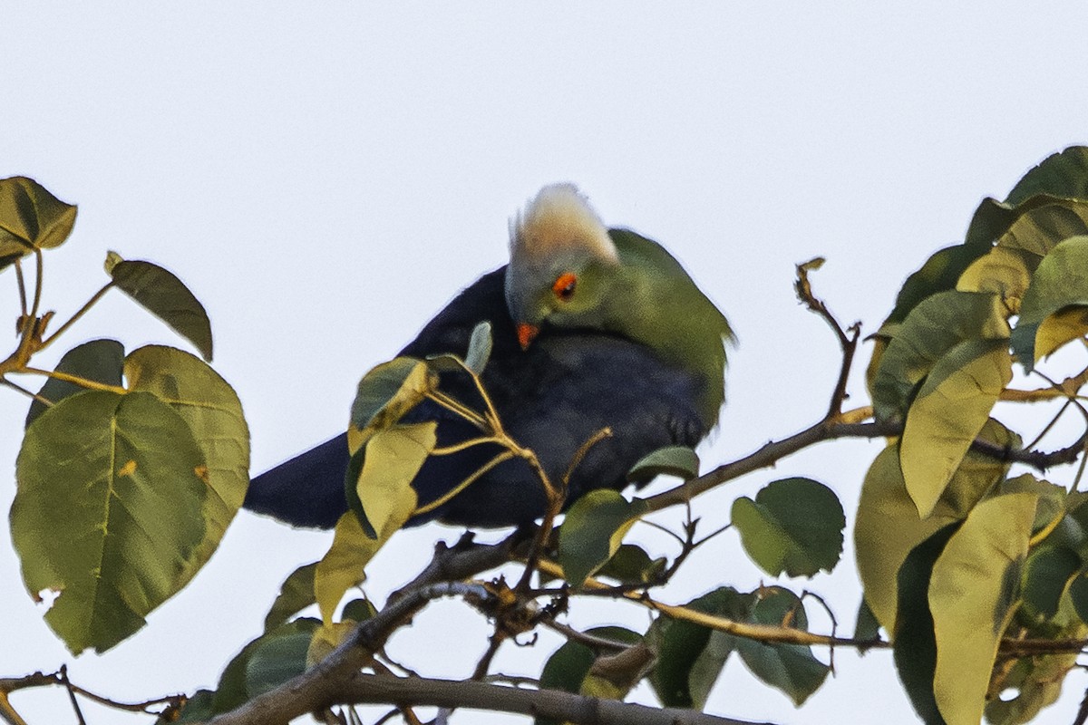 Prince Ruspoli's Turaco - ML611522826