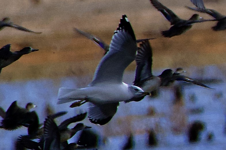 Ring-billed Gull - ML611523102