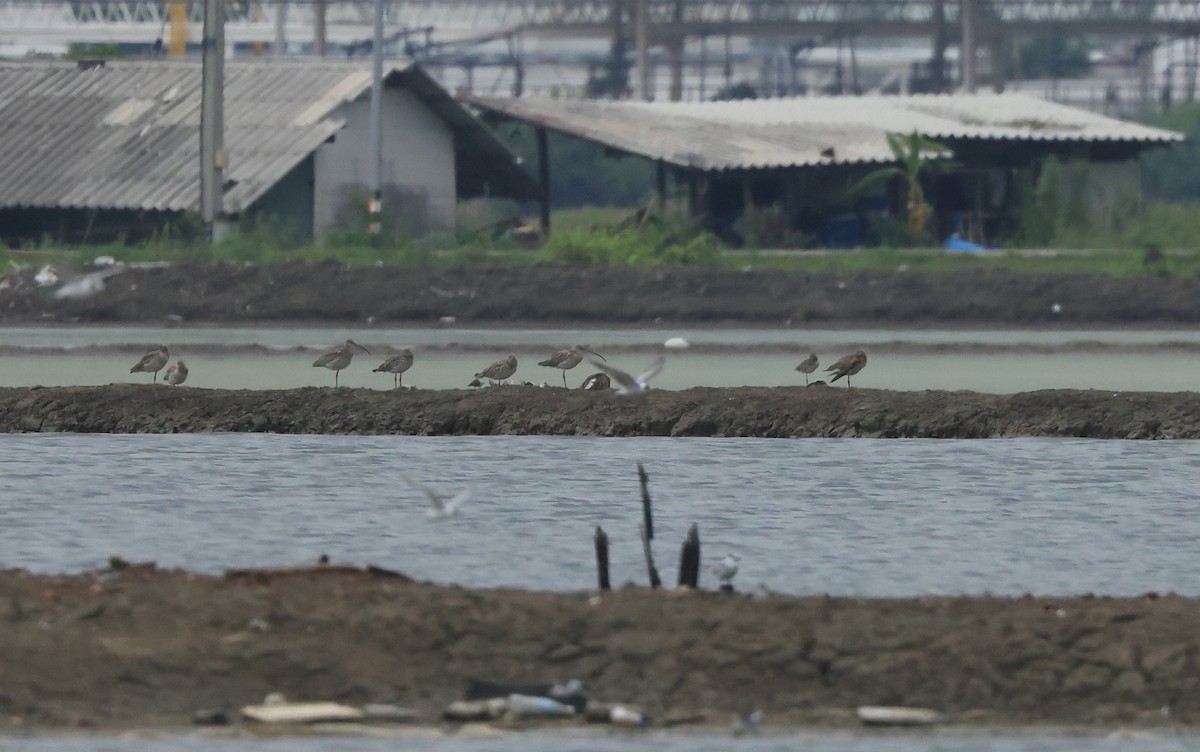 Eurasian Curlew - ML611523157