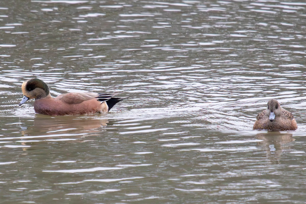 American Wigeon - ML611523226