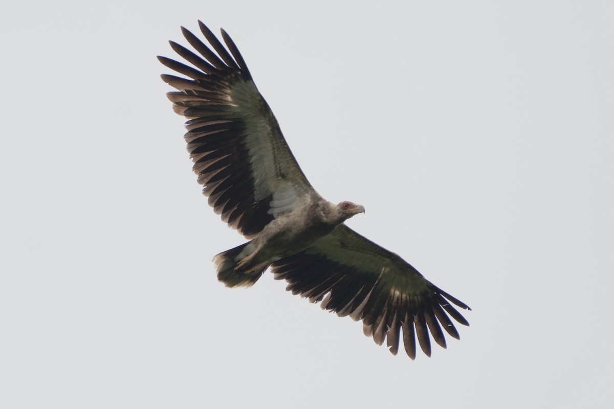 Palm-nut Vulture - ML611523246