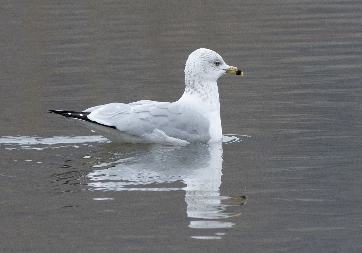 Ring-billed Gull - ML611523284