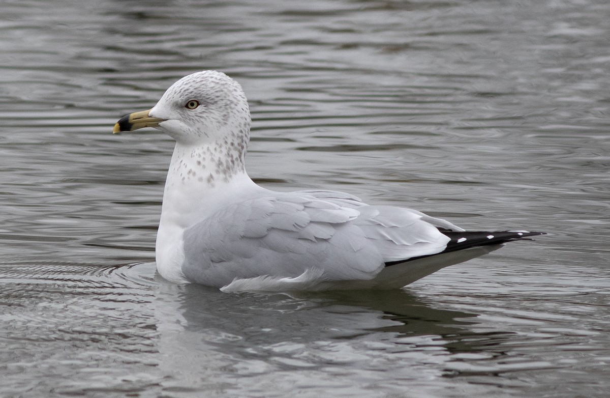 Ring-billed Gull - ML611523285