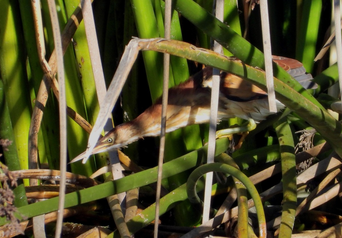 Least Bittern - ML611523287