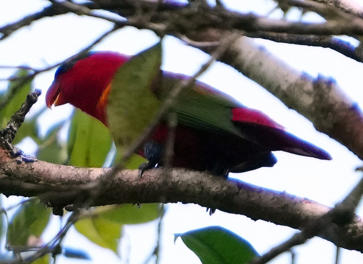 Purple-naped Lory - ML611523319