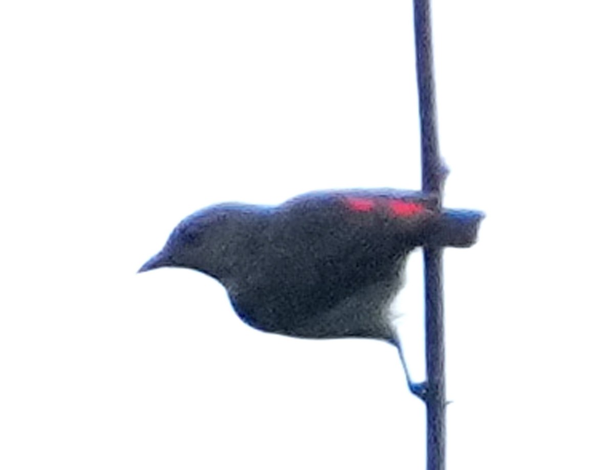 Ashy Flowerpecker - ML611523363