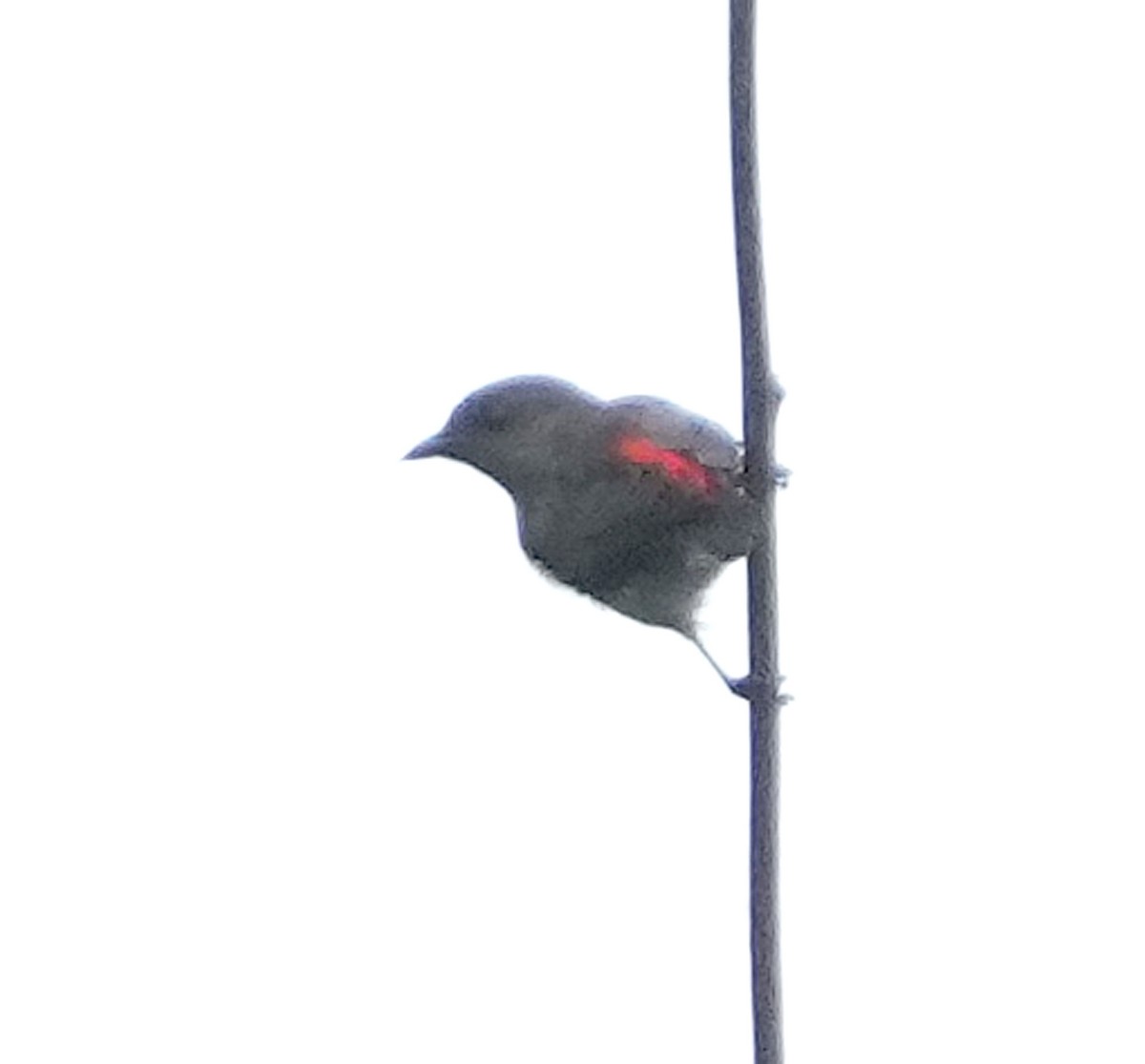 Ashy Flowerpecker - ML611523364