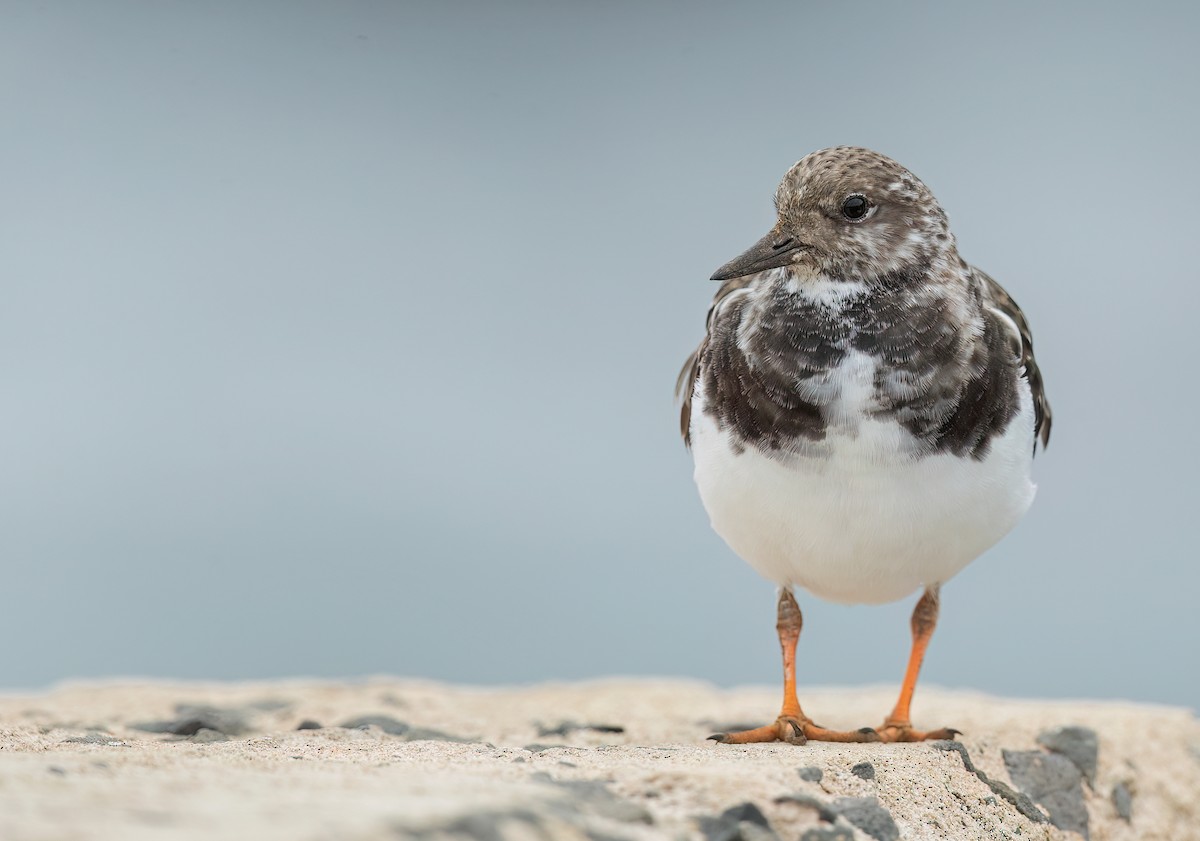 Ruddy Turnstone - ML611523451