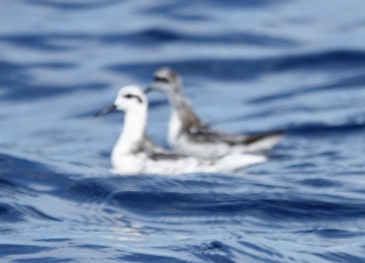 Red Phalarope - ML611523533