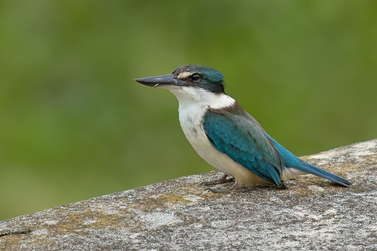 Sacred Kingfisher (New Zealand) - ML611523580