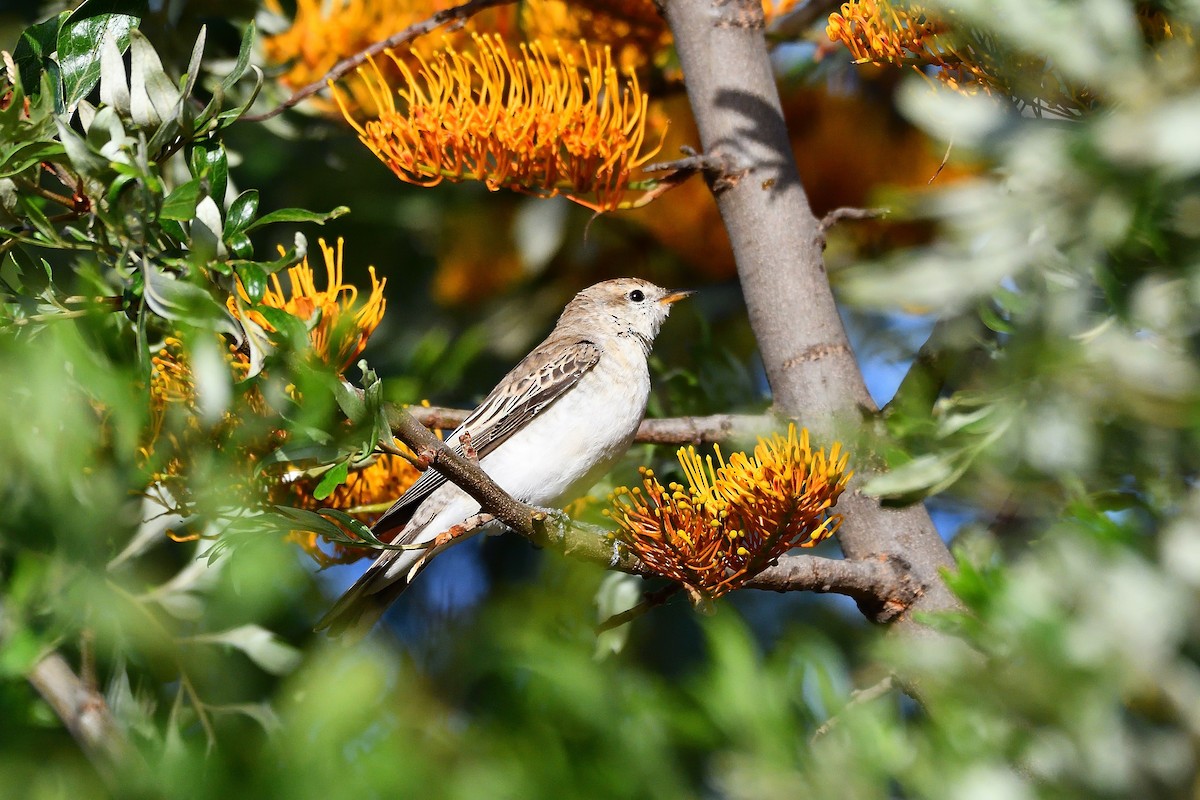 White-winged Triller - ML611523589