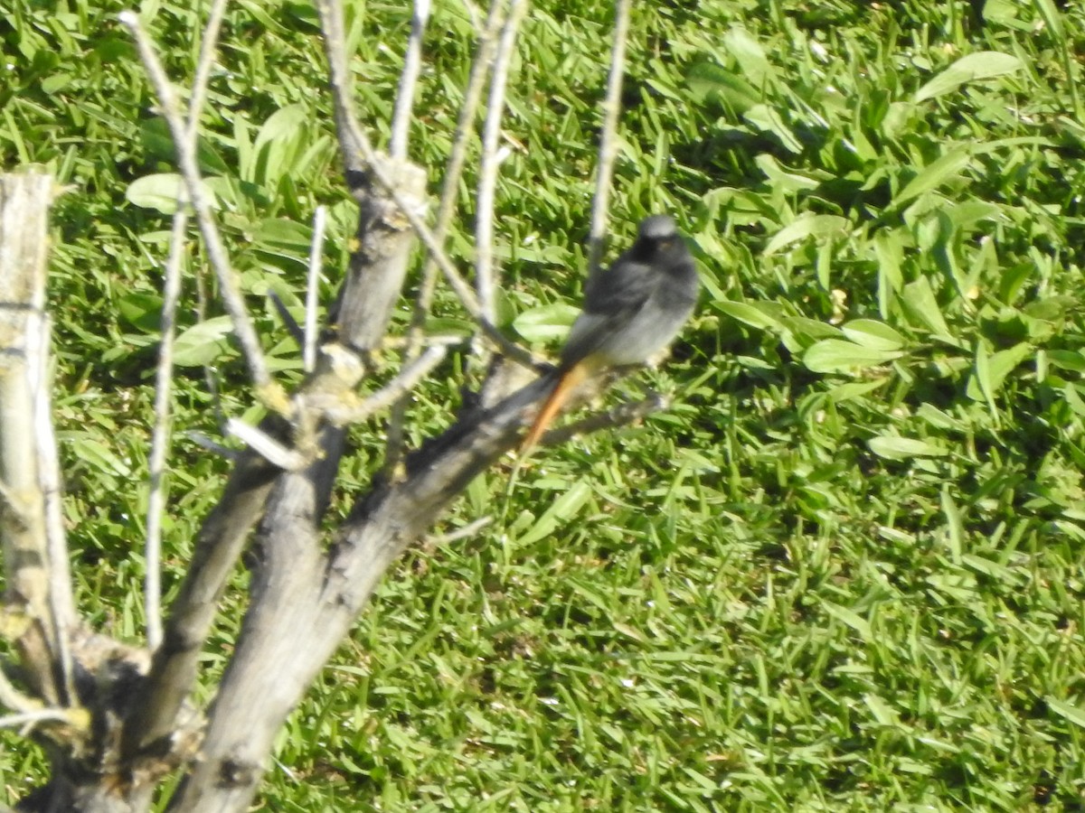 Rougequeue noir (gibraltariensis/aterrimus) - ML611523617