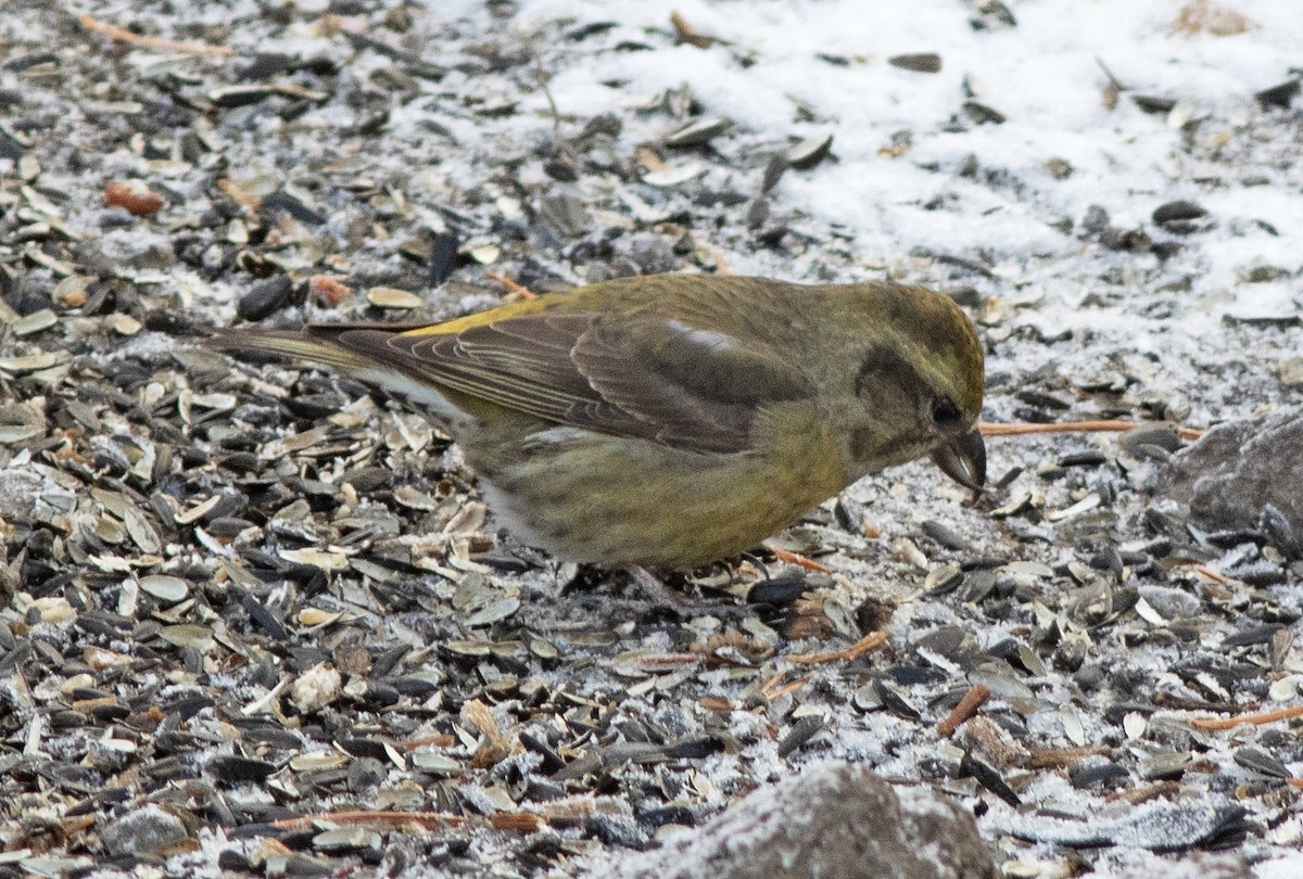 Red Crossbill - Alan Burger