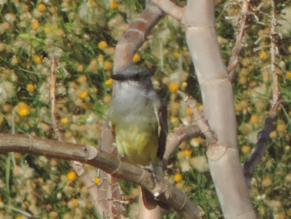 Cassin's Kingbird - Jan Flanagan