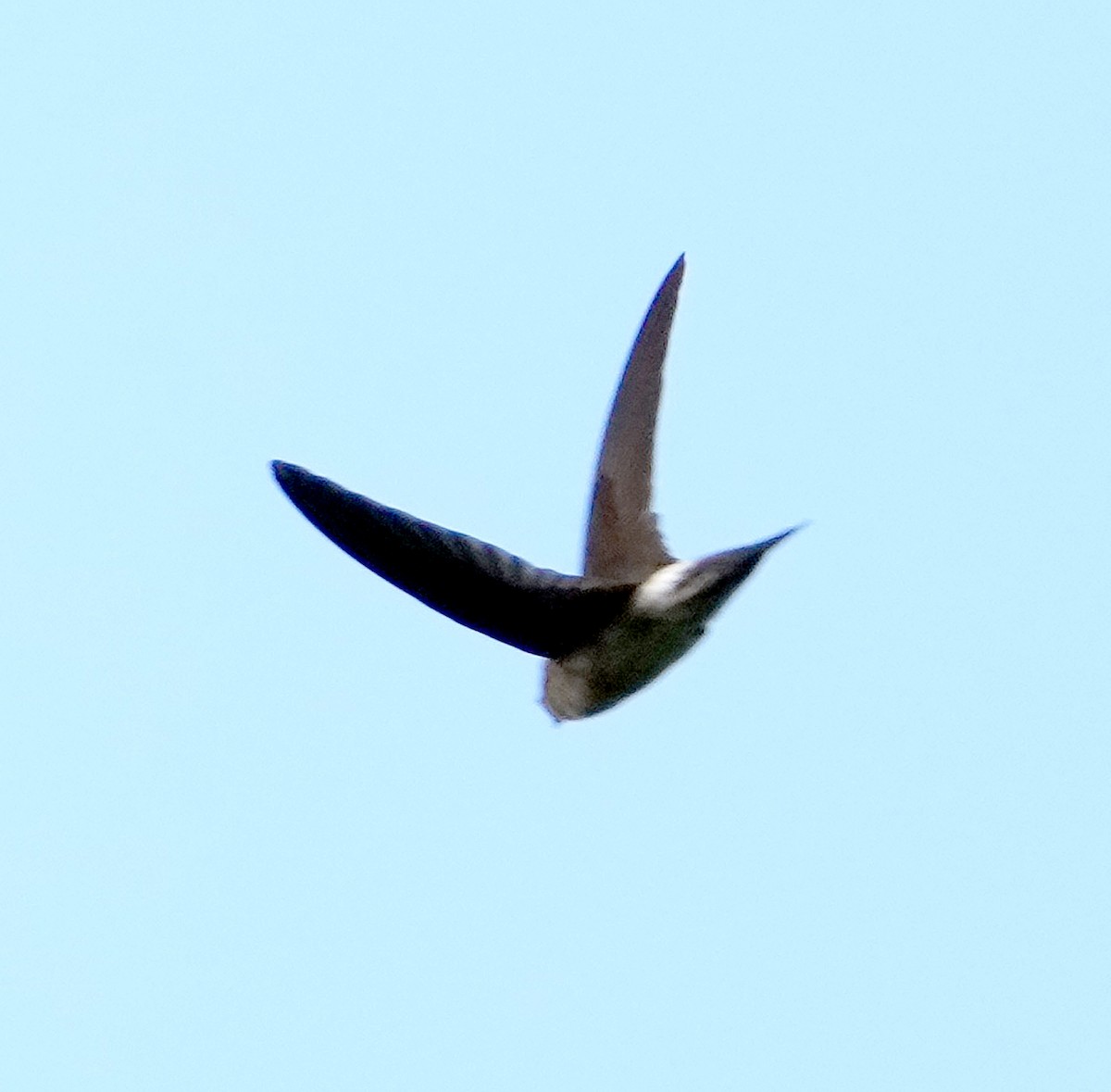 Seram Swiftlet - ML611523732