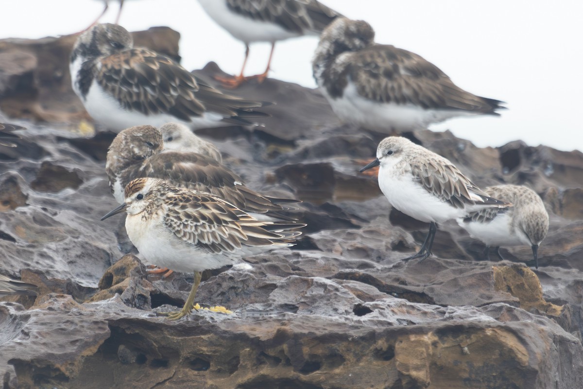 Sharp-tailed Sandpiper - ML611523746