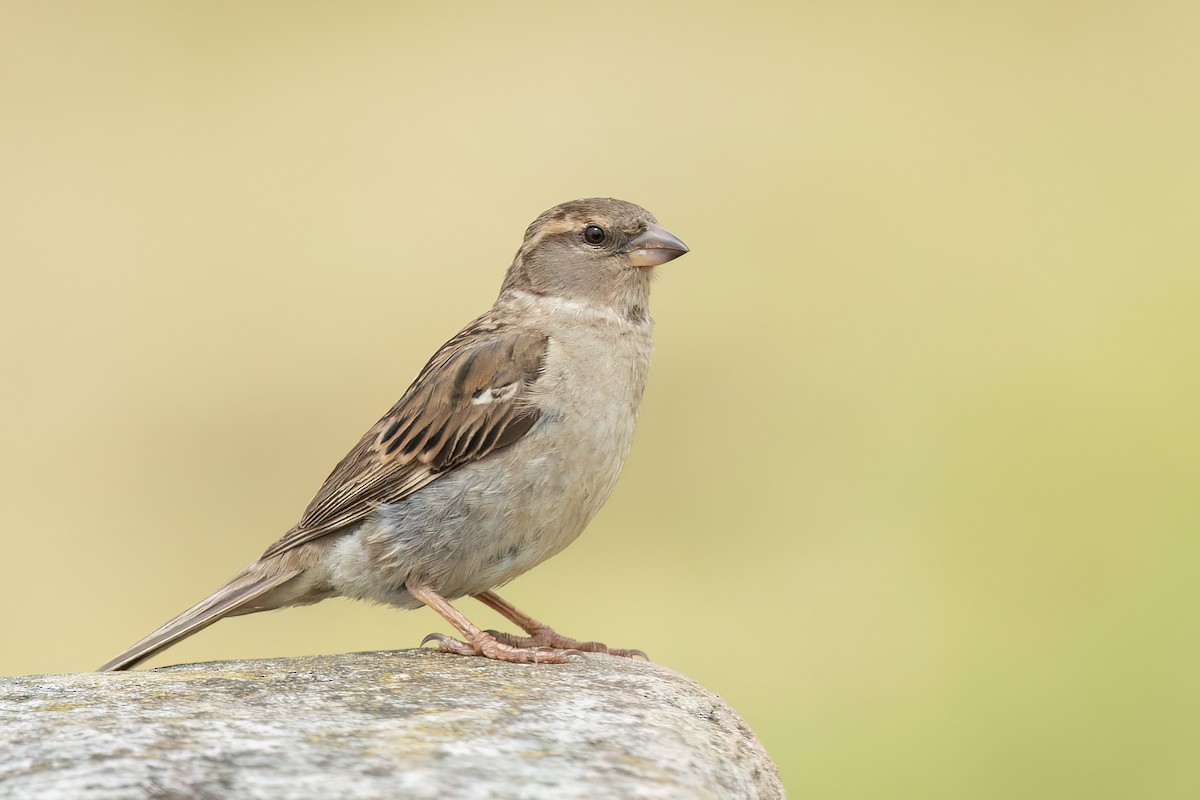 House Sparrow - ML611523759