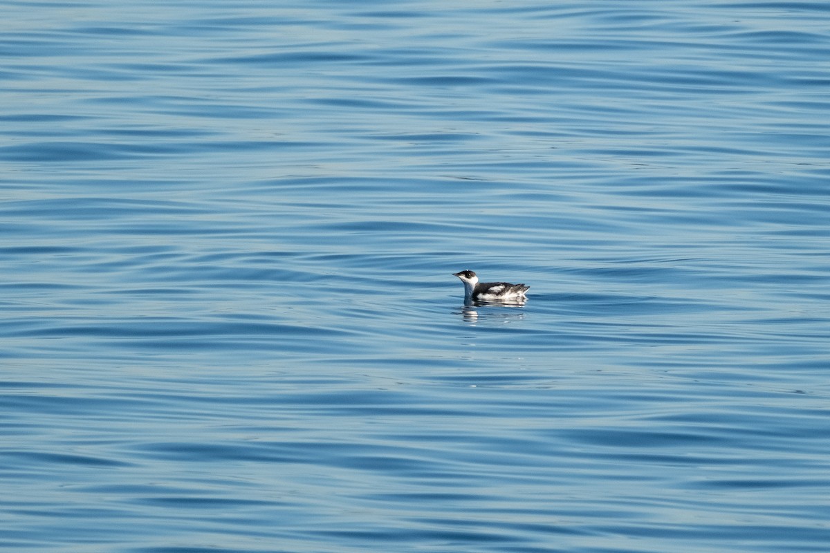 Marbled Murrelet - ML611523821