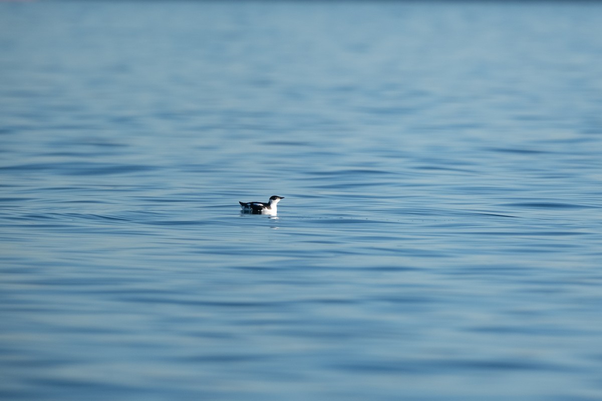 Marbled Murrelet - ML611523822