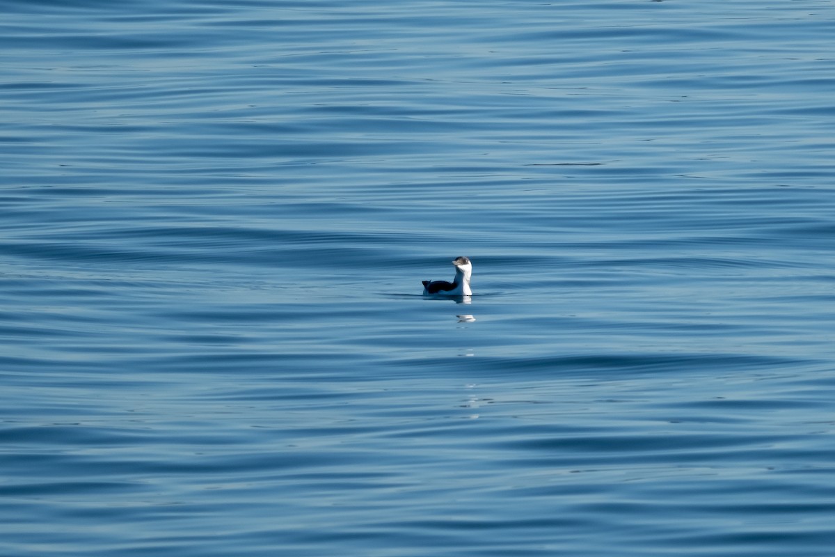 Common Murre - ML611523837