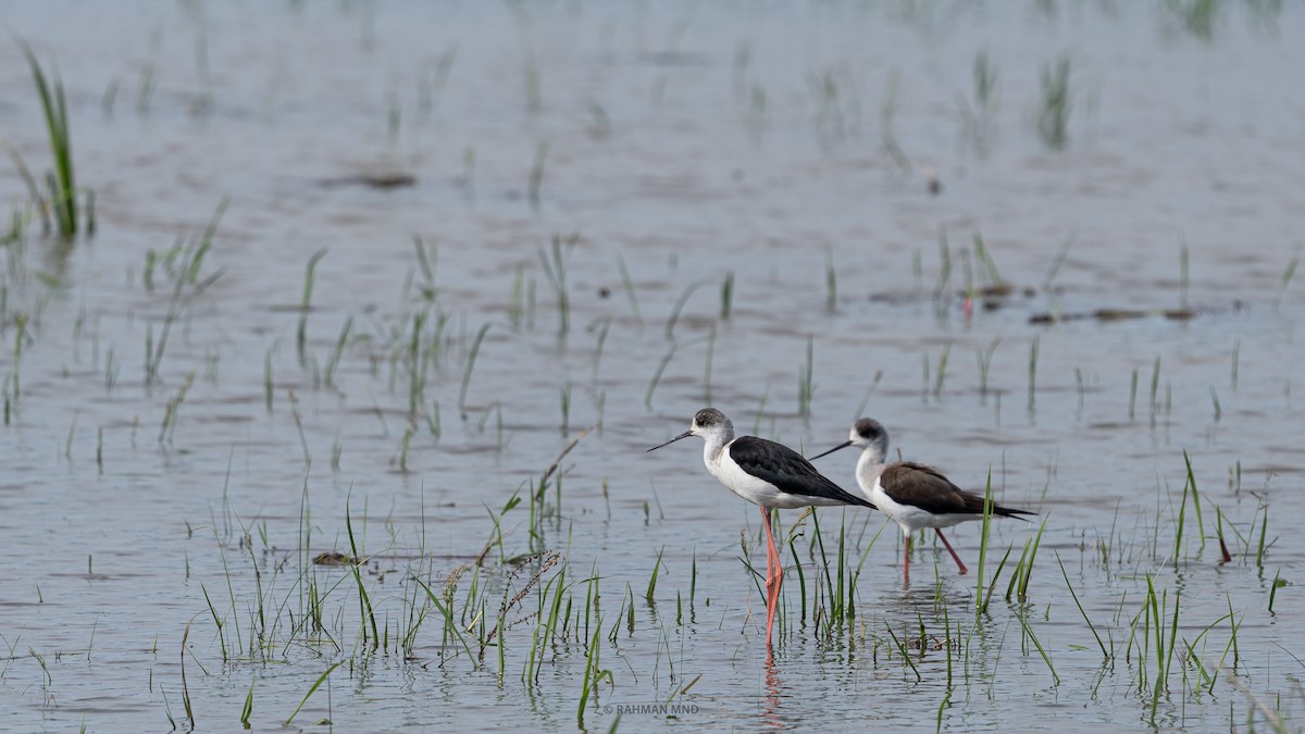 Black-winged Stilt - ML611523861