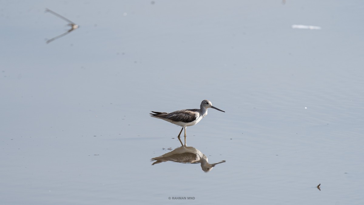 Common Greenshank - ML611523880