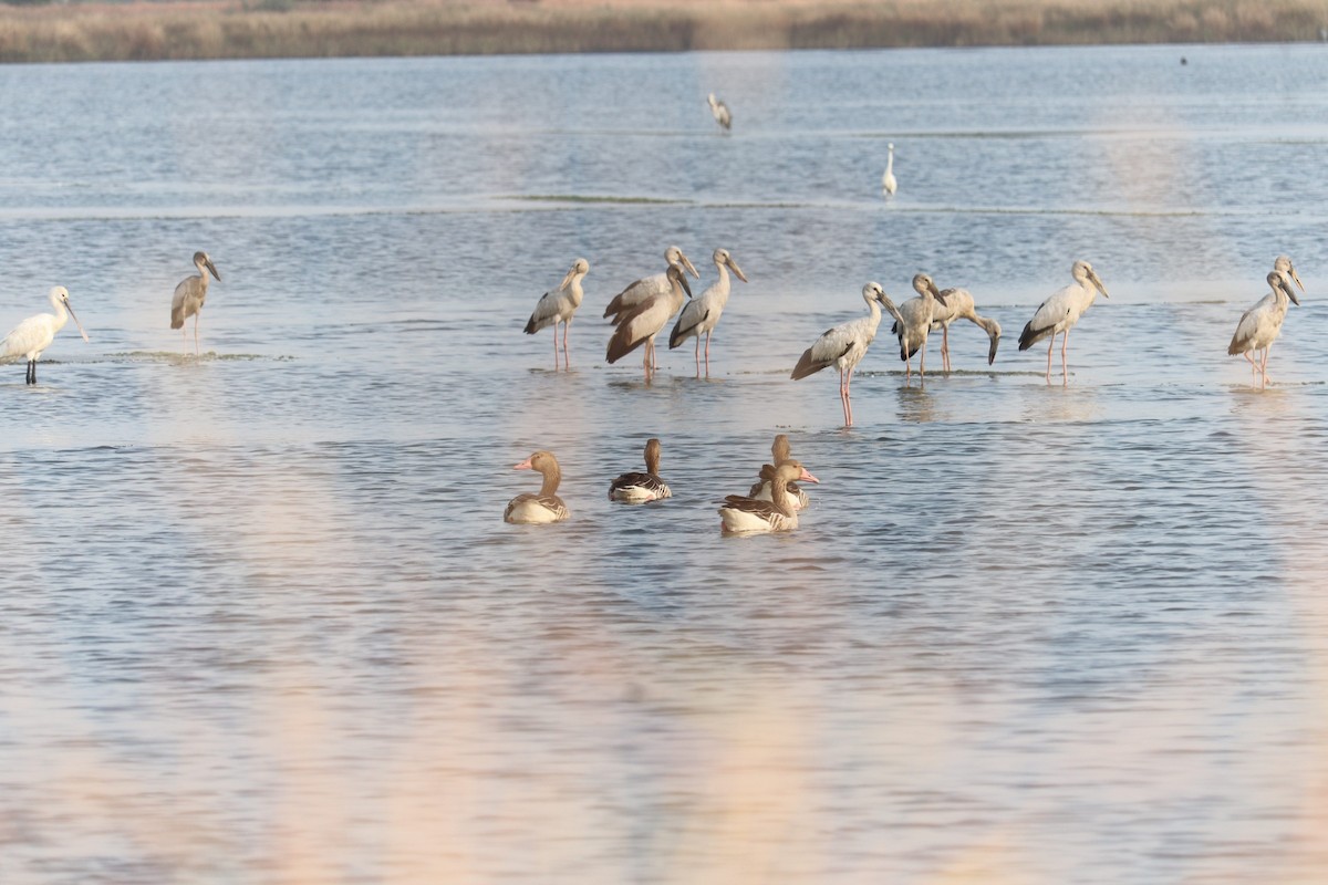 Graylag Goose - ML611523912