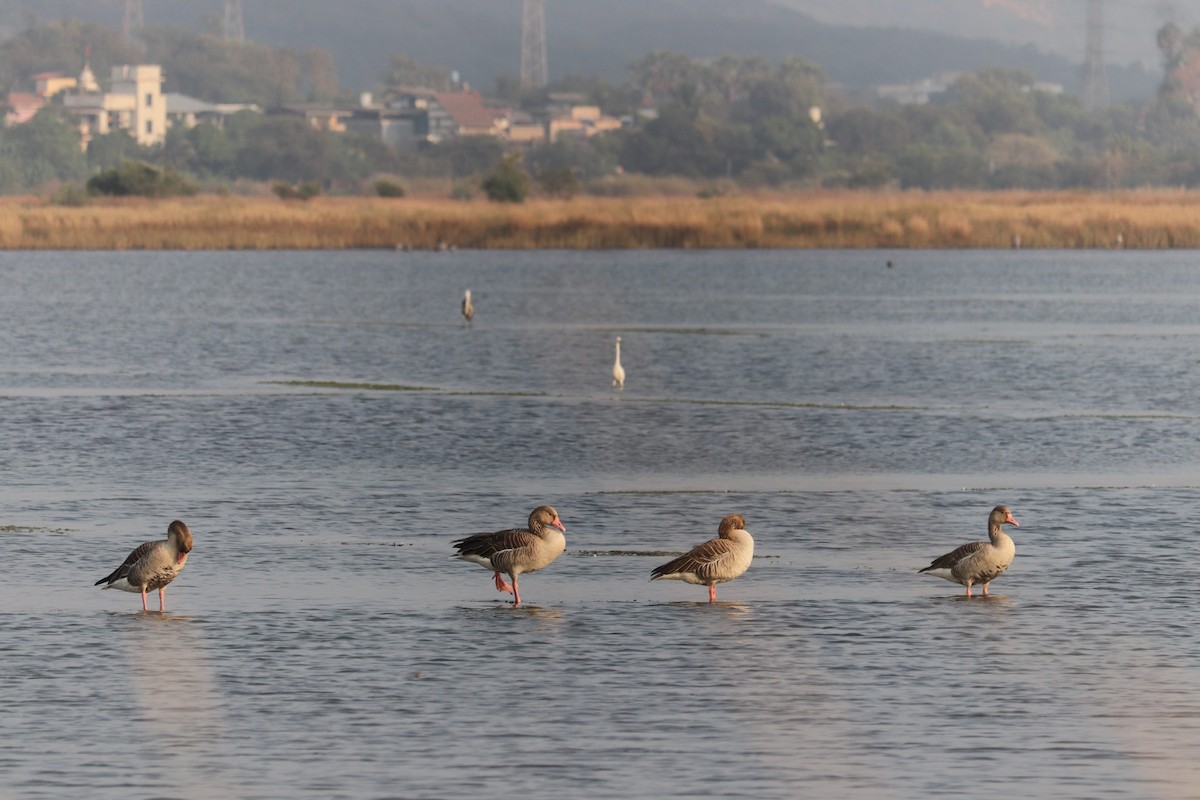 Graylag Goose - ML611523918