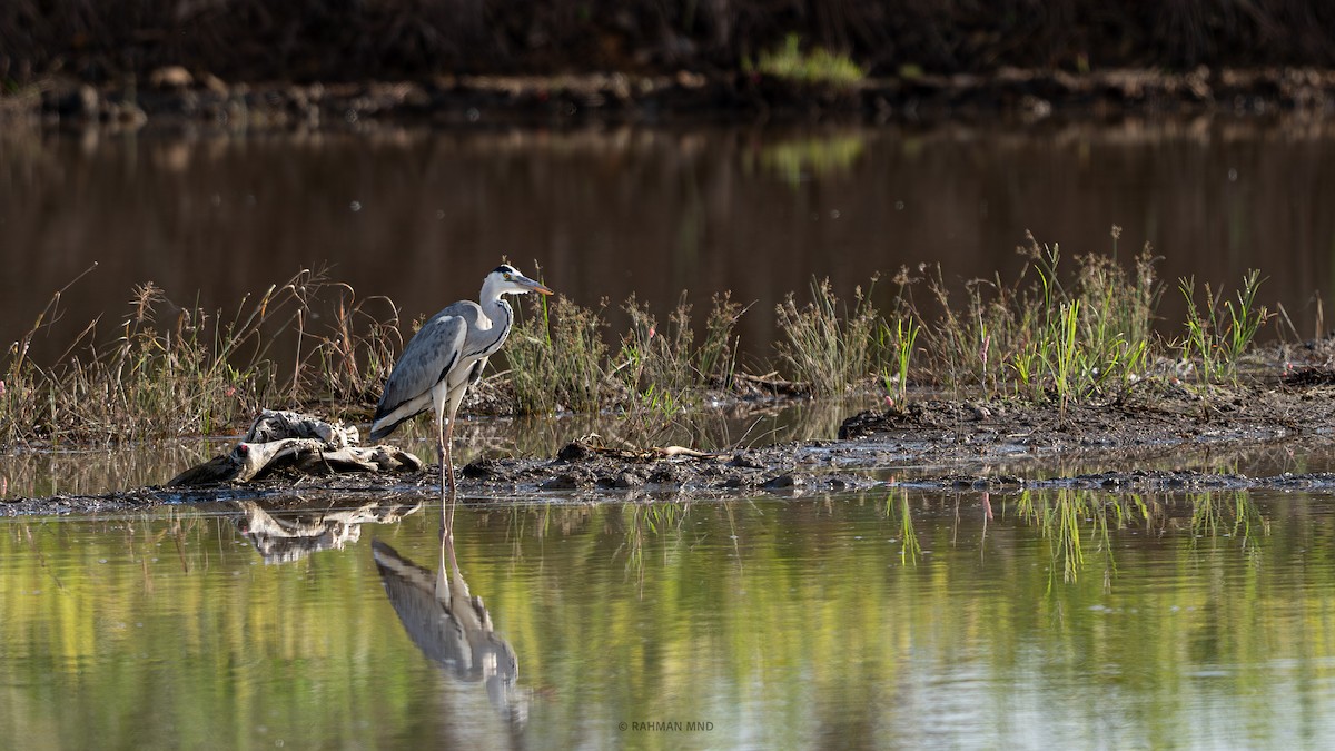 Gray Heron - ML611523970