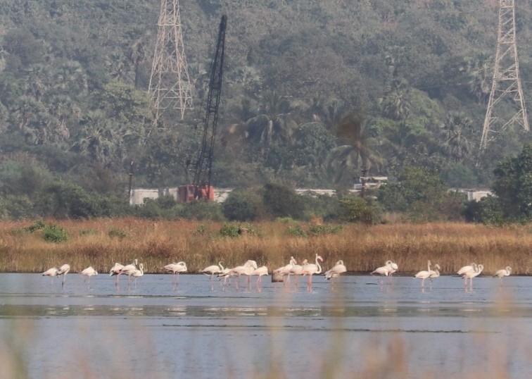 Greater Flamingo - ML611523995