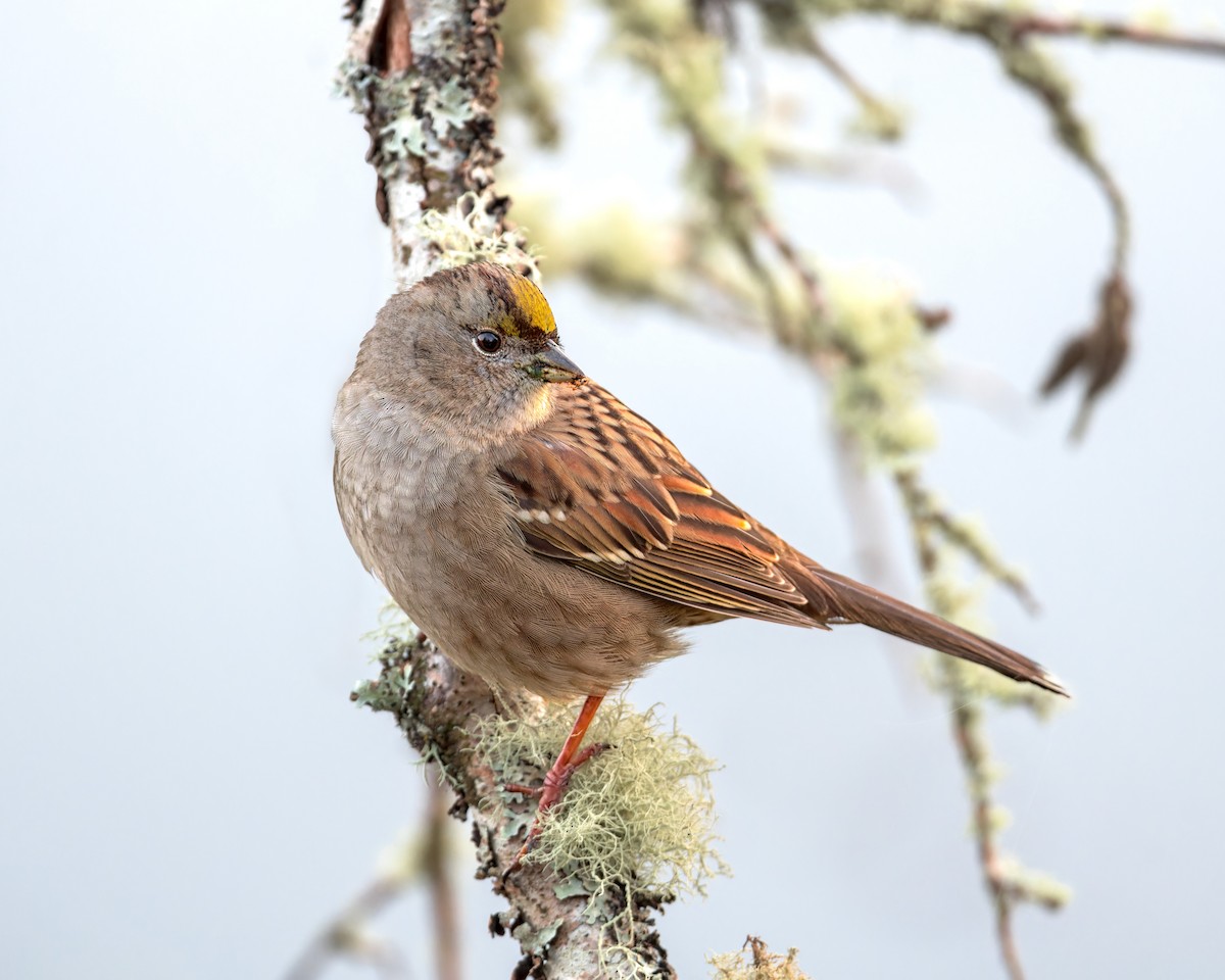 Bruant à couronne dorée - ML611523997