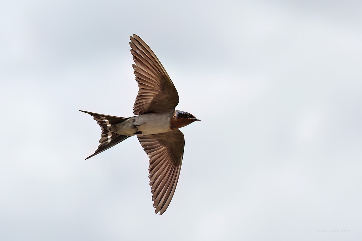 Golondrina Australiana - ML611524027